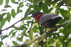 Red-ruffed Fruitcrow